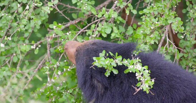 Sri Lankan Sloth Bear (Melursus ursinus inornatus) in Yala National Park, Sri Lanka