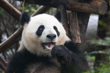 Fototapeta premium Close up Happy Panda eating Bamboo Leaves