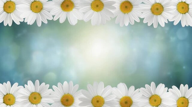 A border of white daisies along the top and bottom edges, leaving the middle wide open, creating a soft and serene frame for visuals.