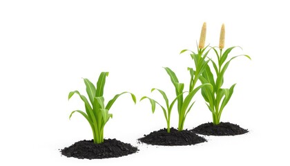 A Visual Representation of Agricultural Growth Stages and Crop Development Cycles, Perfect for Educational and Business Presentations.