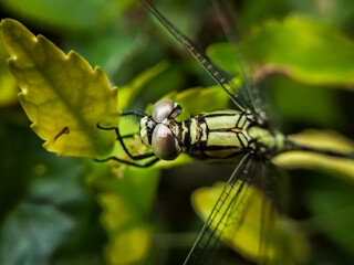 ​Intricate Insect Detail: Portrait of Dragonfly Head and Anatomy