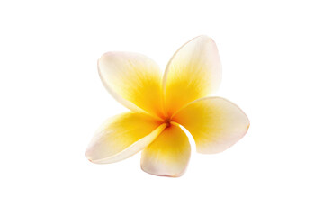 Naklejka premium A close-up view of a beautiful plumeria flower with yellow and white petals