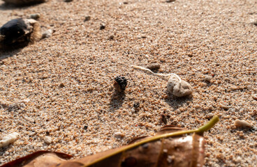 Close-up of fine, sparkling golden beach sand with small, dark organic debris and a weathered leaf, captured in low-angle sunlight.
