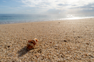 A low-angle close-up of a small, striped seashell resting on coarse sand with the sparkling ocean and bright sky in the background.