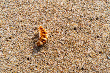Close-up of a small, broken seashell fragment with warm orange and white stripes resting on fine, golden-brown beach sand under natural sunlight.
