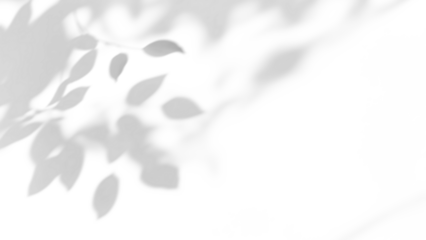 shadow overlay effects of realistic tree leaves shadow on wall,Summer sunlight and dappled shadow overlay effect,branch and foliage shadow