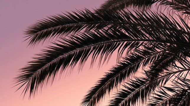 Silhouette of Nikau palm tree against pastel sunset sky in New Zealand  