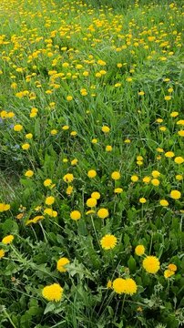 dandelion blossom in green grass. dandelion in the wind on a spring day. bees above dandelion flowers. bees collect pollen. field of dandelions