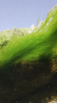 Vertical footage, Underwater view of long filaments of green algae Cladophora developing in water current against blue sky and coastal rocks background, slow motion 