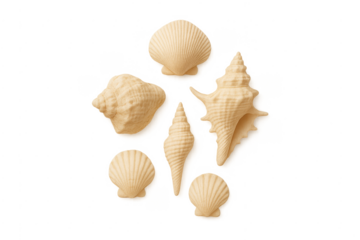 Various seashells arranged on a transparent background