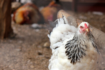 Chicken. Close-up of a white chicken with a red comb on a blurred background on a farm during morning lighting. Domestic birds. Farm.