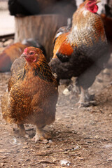 Chicken. Close-up of a chicken with red feathers on a farm. Birds. Domestic birds. Decorative. Feathers. Rooster. The chicken coop. Farm.