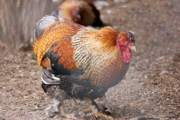 A red and white rooster walks around in a chicken coop on a farm. Pets. Birds. Rooster. Close-up of a rooster. Cute. Feathers. Funny.  © Татьяна Сычёва