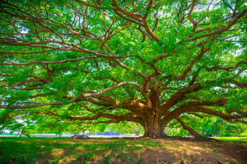 Fototapeta premium A Giant Rain Tree (Chamchuri Tree), Kanchanaburi District, Thailand or Giant Monkey Pod Tree with many tourists come to visit in Kanchanaburi, Thailand