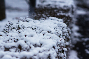 雪に覆われた冬の植え込みの接写