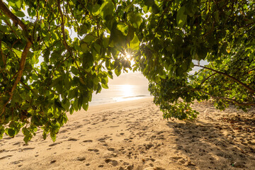 Sunlight beams through a thick canopy of heart-shaped green tropical leaves and branches, providing a framed view of the beach and ocean.