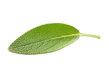 Obraz premium Close-up of a fresh green sage leaf with visible veins