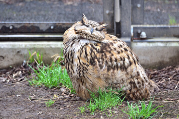 The Eurasian eagle-owl (Bubo bubo) is a species of eagle-owl