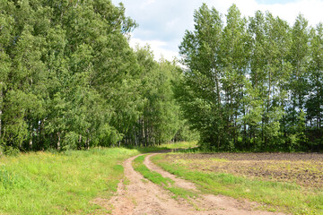 Rural Dirt Road Winding Through Green Woods of birch trees and Field