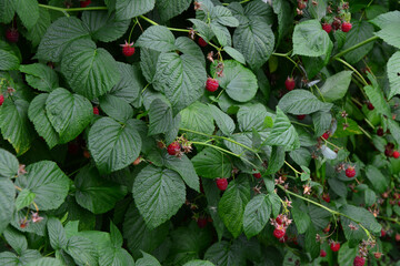 dark green Raspberry Bush with Ripe and Unripe Berries