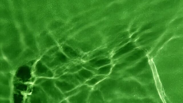 Nature's reflection ripple effects with subtle distortion caused by water effect ad_ready green screen water ripple effects style