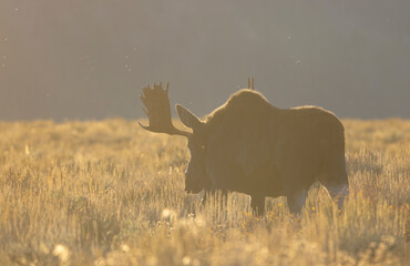 
bull Moose During the Rut in Autumn in Grand Teton National Park Wyoming
