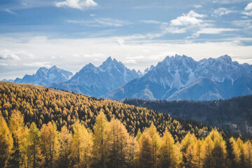 Golden Forest Beneath the Frozen Peaks