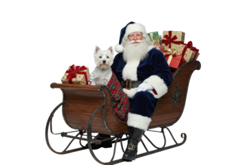 elderly santa claus in luxurious navy blue velvet suit and glasses seated in vintage sleigh next to a small white dog wrapped in plaid blanket, studio photo on transparent background. concept for