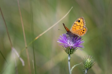 butterfly on flower