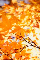 autumn leaves background