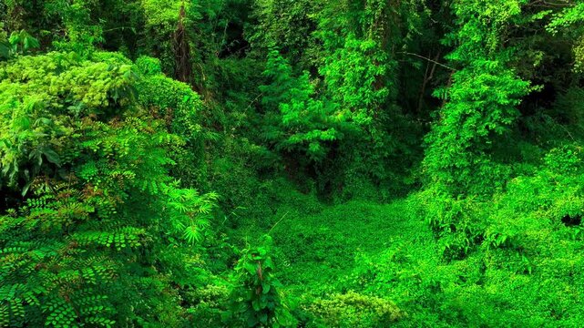 Landscape Windblown Green Leaves, Overgrown Creeping Plant and Trees with Butterflies Fly Record Video from Temple. Ban Dong Noi, Sakon Nakhon, Thailand. 07 NOV 2024, P.M./ Real Time Video
