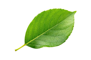 Fototapeta premium Single green leaf with visible veins on white background