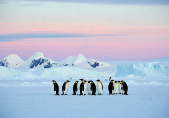 Group of Emperor Penguins standing on a vast expanse of ice with snowy mountains under a pastel sky