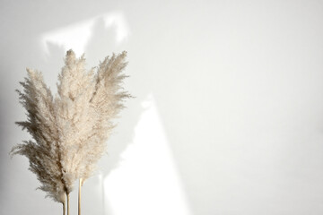 Background with dried grass plants