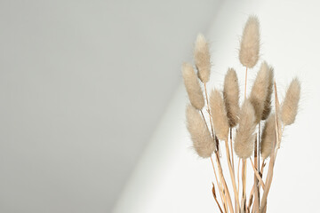 Background with dried grass plants