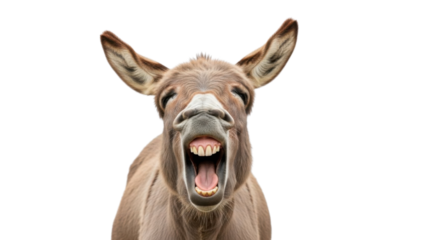 Funny Close-up Donkey Braying with Mouth Wide Open Showing Teeth isolated PNG with Transparent Background