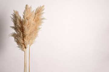 Background with dried grass plants