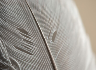 Close-up of a delicate gray bird feather with visible details and small imperfections, representing natural beauty and fragility.