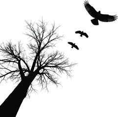 Flying birds and leafless tree silhouette
