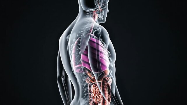 3D human anatomy illustration with a transparent body, highlighting respiratory and digestive systems on a dark background, designed as a sleek, high-detail 4K HD video