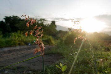 nut grass exposed to morning sunlight