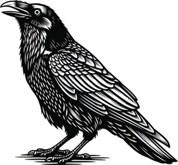 Detailed Raven Bird Illustration Vector