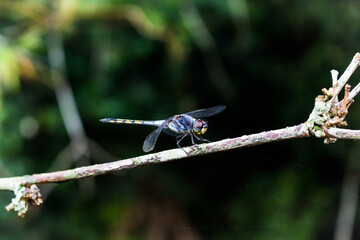Close up gray dragonfly 