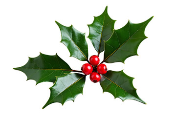 Fresh Holly Sprig with Red Berries White Background - Professional Botanical Photography