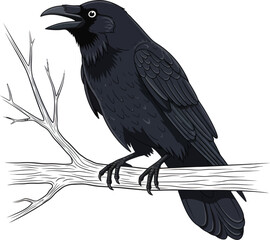Raven sitting on branch detailed black bird illustration