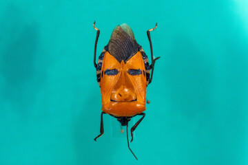 珍しいジンメンカメムシ