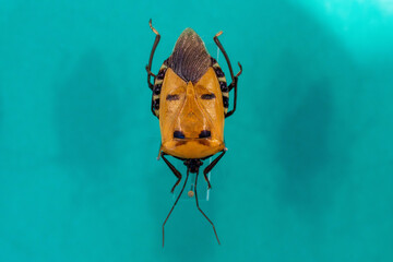 珍しいジンメンカメムシ