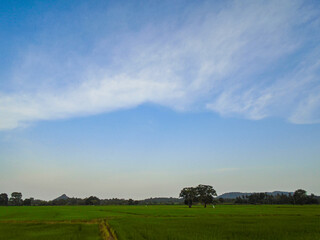 Summer blue sky wallpaper. A serene landscape featuring a vibrant green agricultural field stretching towards a horizon dotted with trees and gentle hills under a vast expanse of blue sky