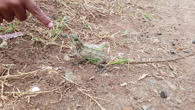 The Garden Chameleon (Calotes Versicolor) is an invasive reptile species and is thought to originate from mainland Asia, although it will bite if it feels threatened, its bite is not poisonous.