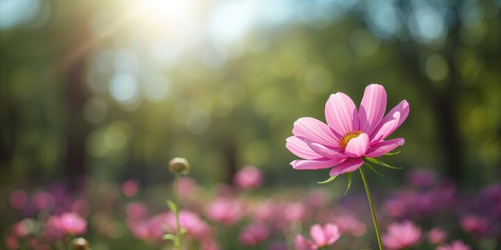 A detailed shot of a Cosmos flower in a park setting during bright sunlight, highlighting plant health and outdoor environment